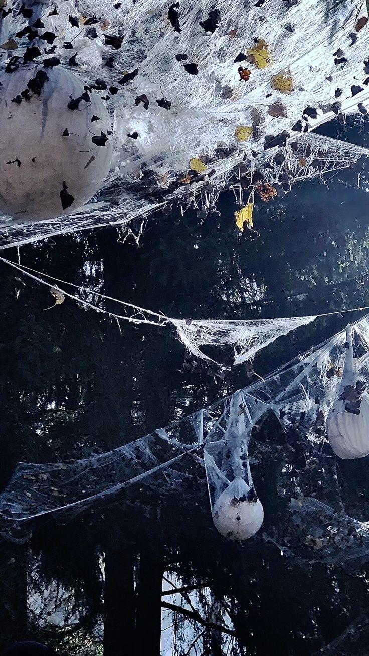 web spider