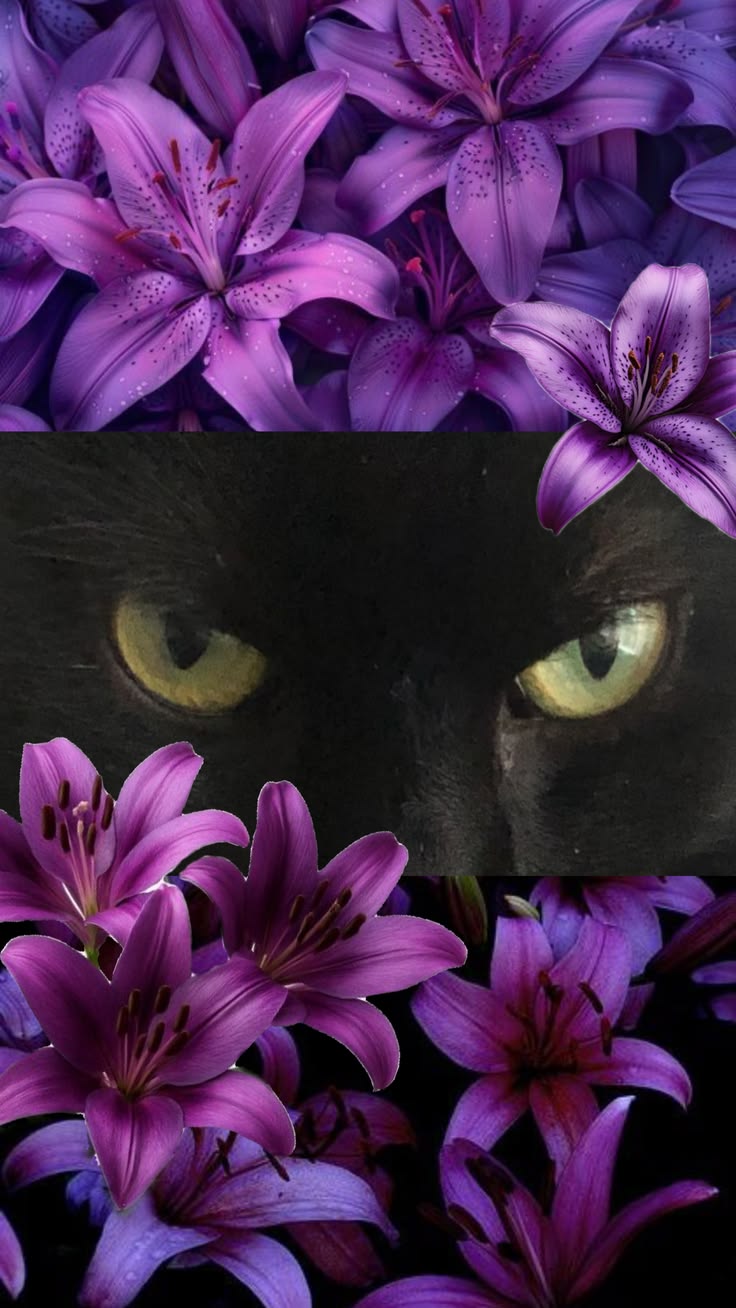 fierce cat gaze