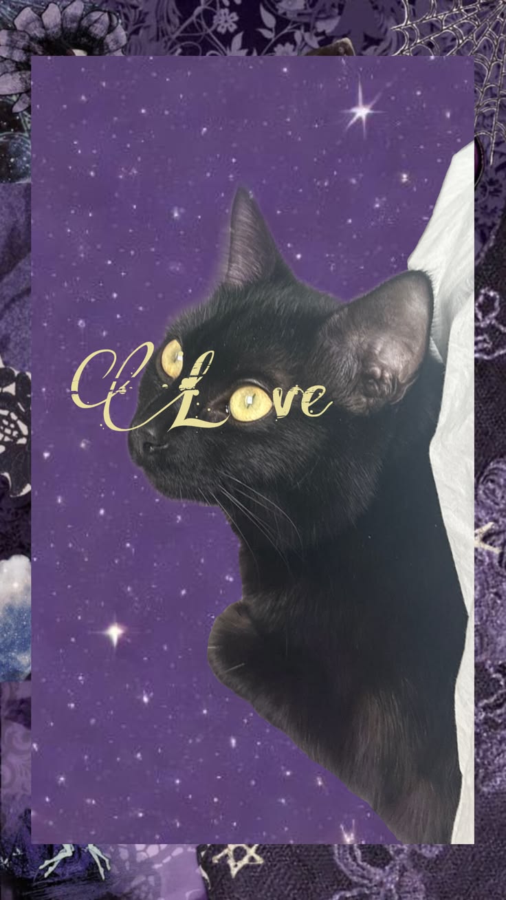 black kitty